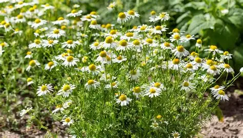 Chamomile