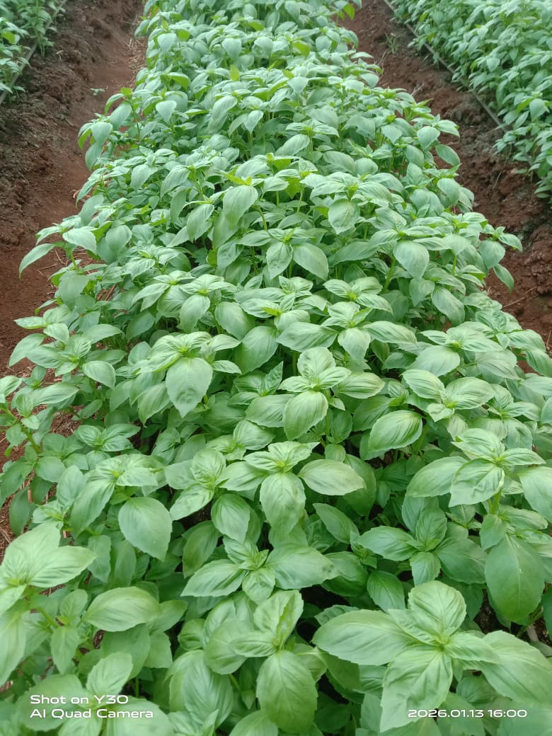 Premium Organic Herbs