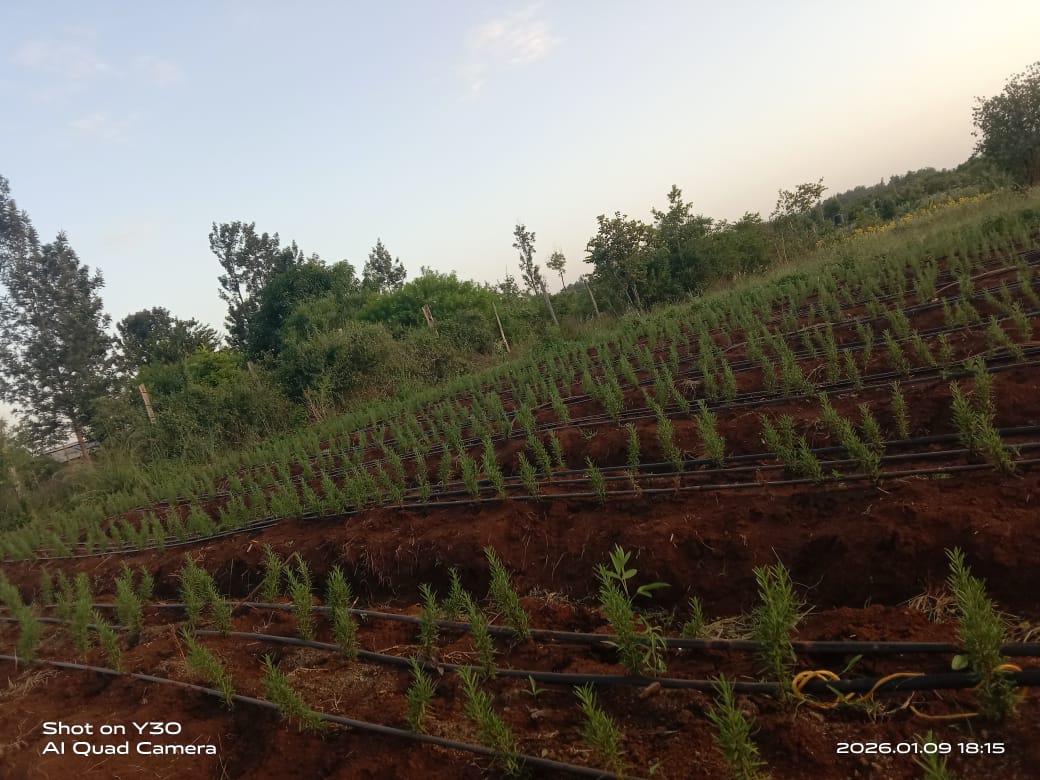 The Benefits of Organic Herb Farming