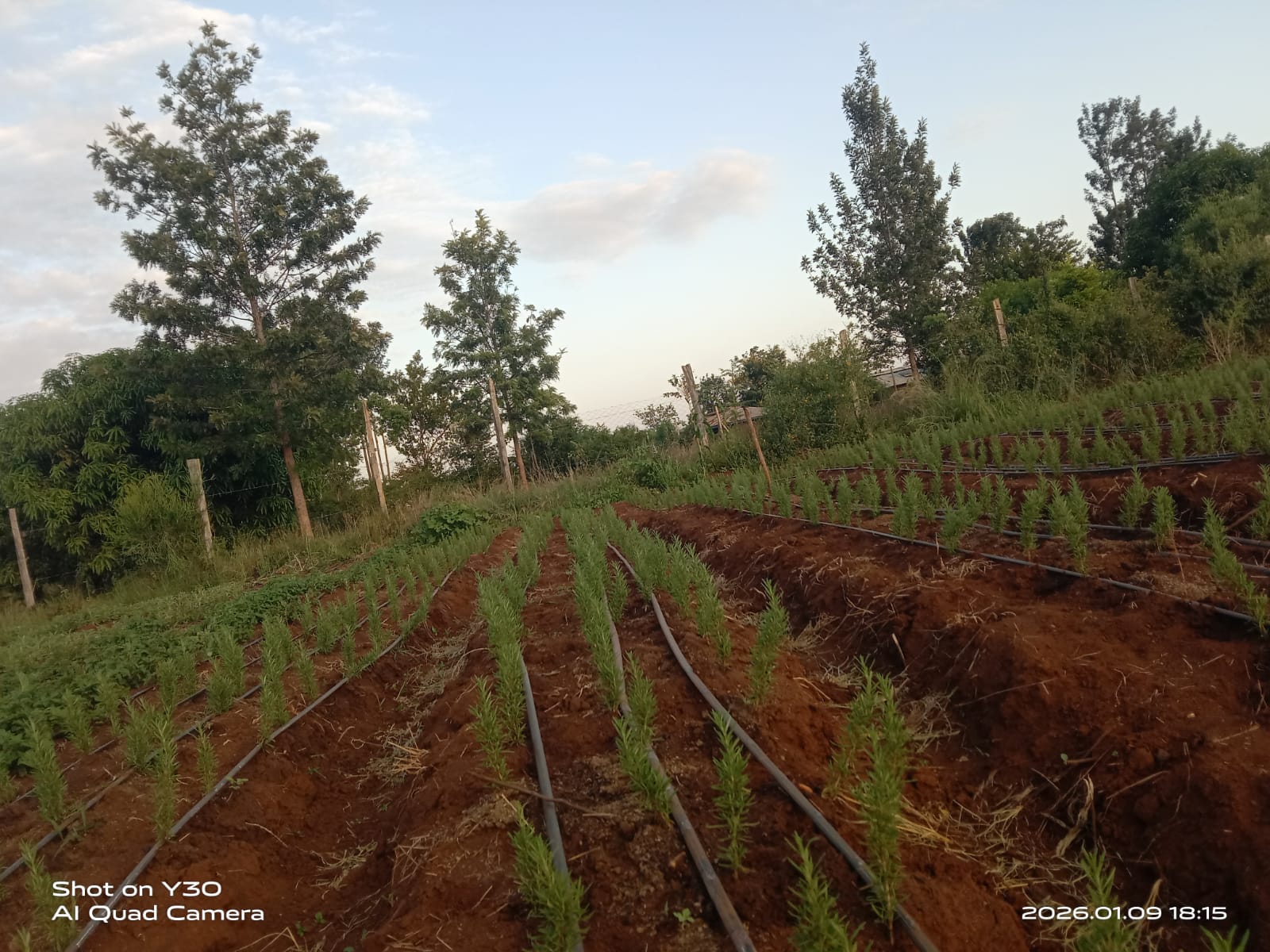 How to Preserve Fresh Herbs: Expert Tips