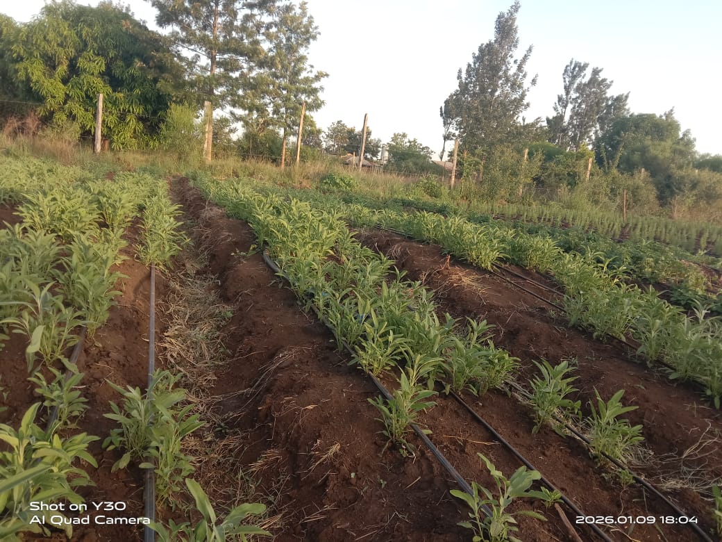 Sustainable Agriculture: Our Commitment