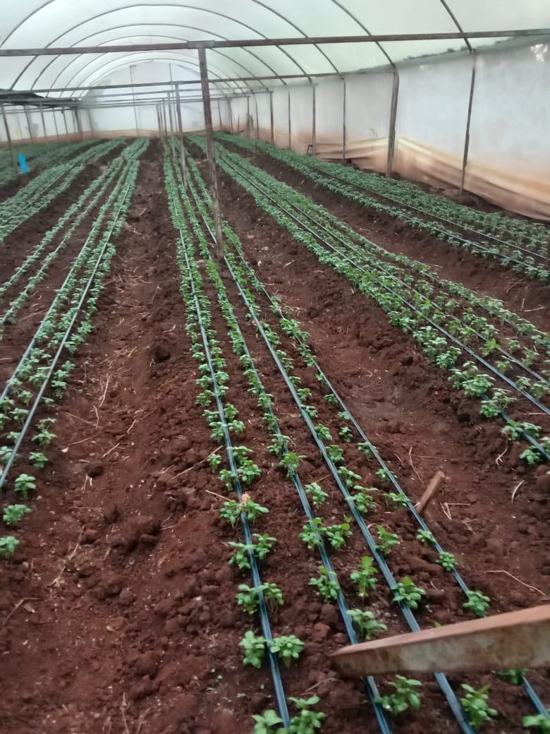 Terragon Plants