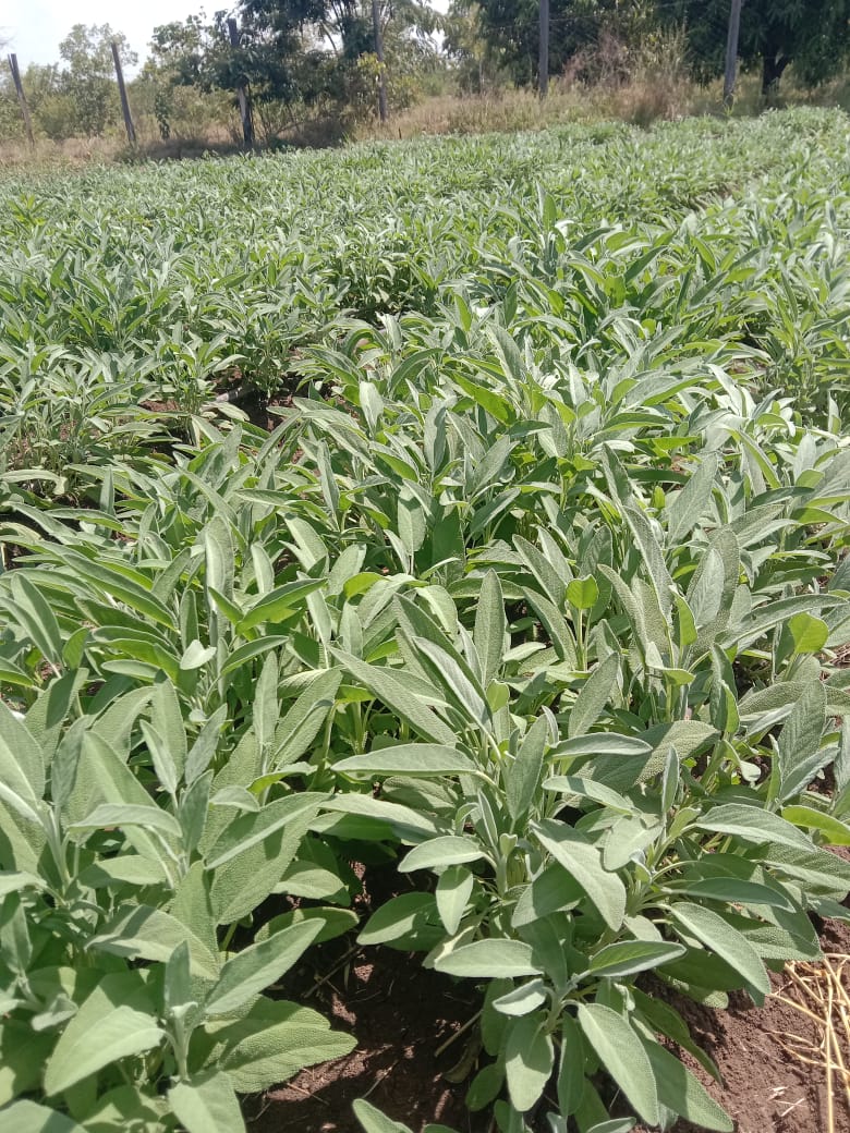 Mint Garden
