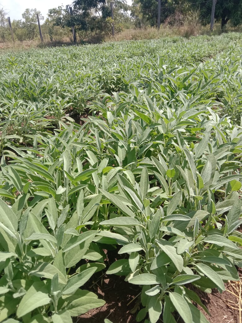 Lemon Grass