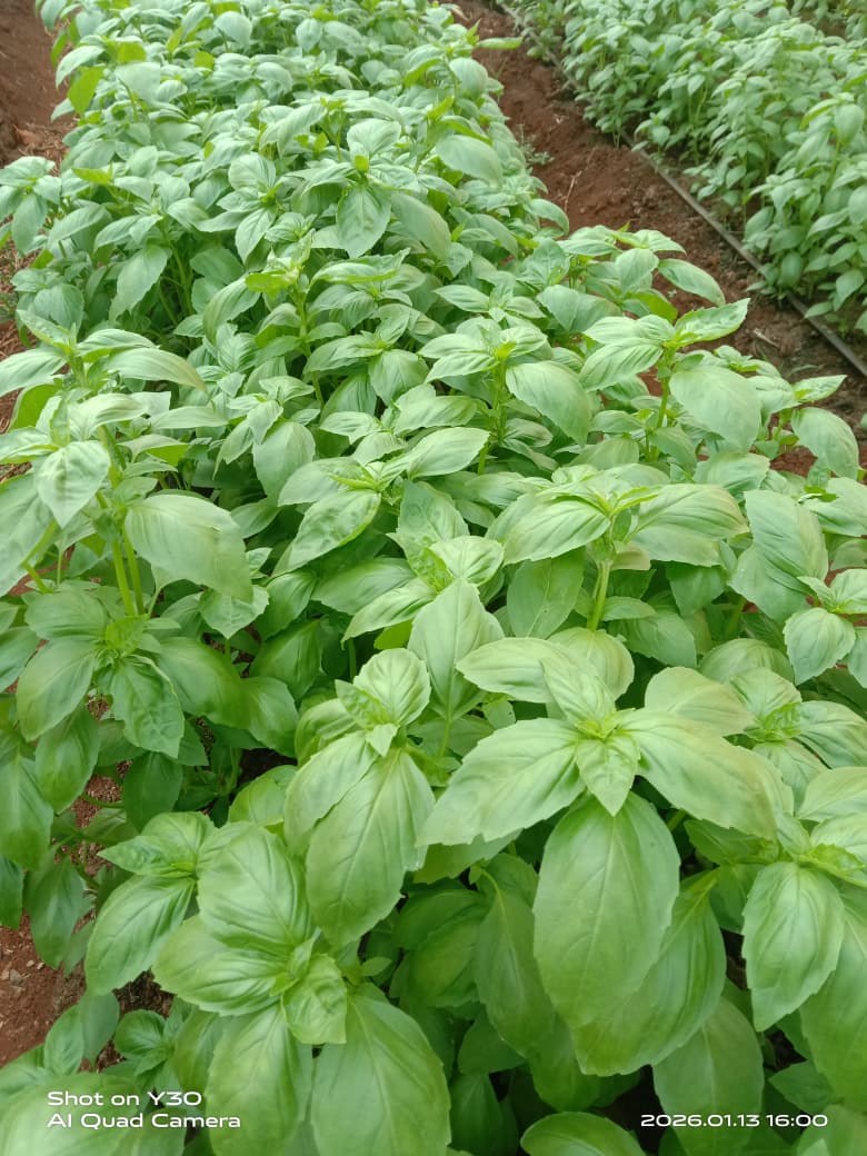 Quality Seedling Preservation