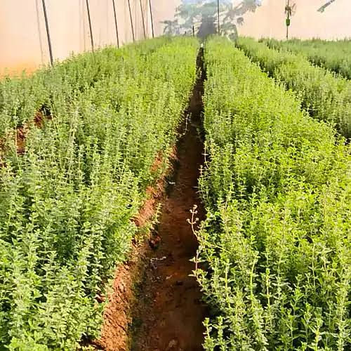 Oregano