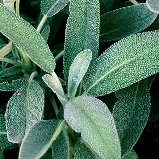 Garden Sage